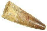 Fossil Spinosaurus Tooth - Real Dinosaur Tooth #363078-1